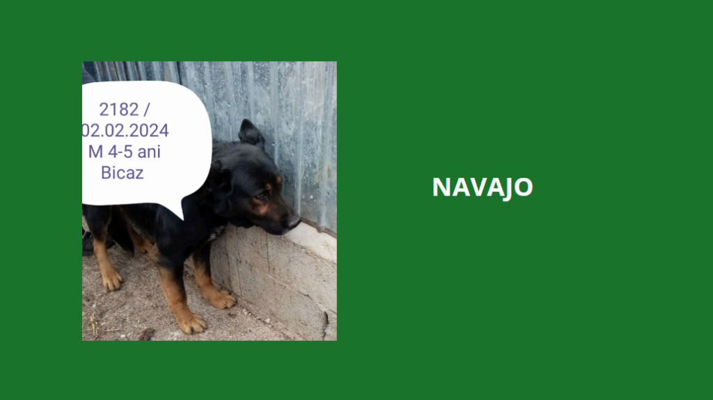 navajo - NAVAJO, 2182, M X, TAILLE MOYENNE (PIATRA/FOURRIERE) - réservé par VAKANIMA Navajo10