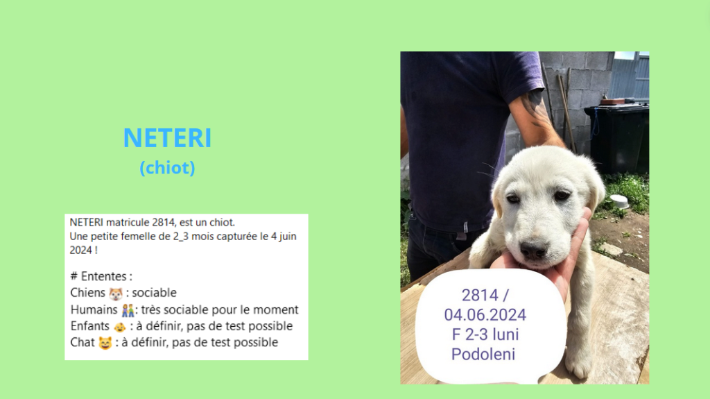 FLORE NETERI, 2814, chiot F X, taille adulte à définir (PIATRA/FOURRIERE) - URGENCE EUTHANASIE Neteri10