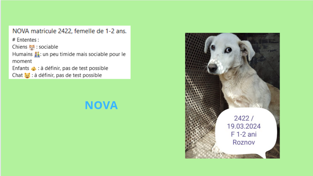 Avril 2024 : les filles en urgence euthanasie - Page 8 Nova10
