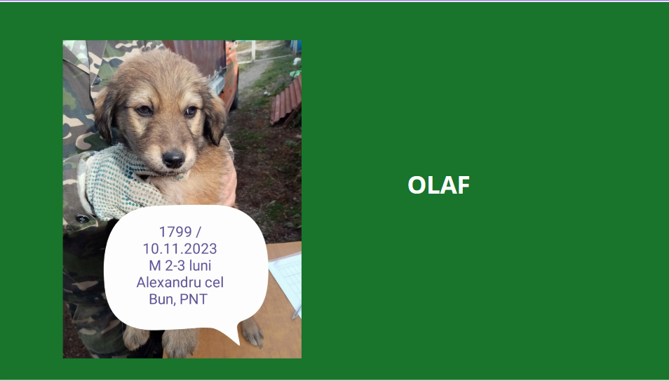 OLAF, 1799, chiot M, né en 2023, taille adulte à définir (PIATRA/FOURRIERE) Olaf10