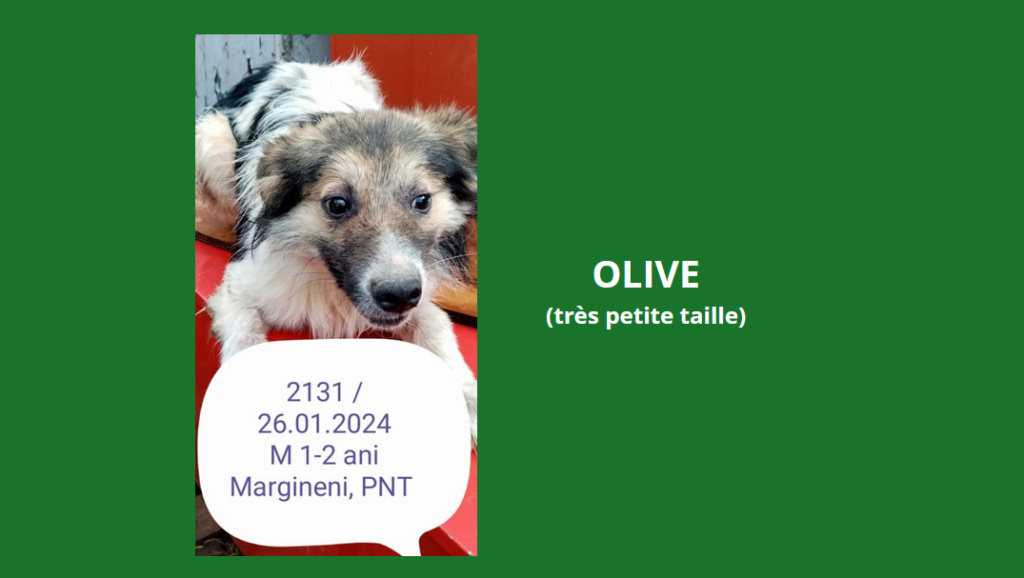 février 2024 : Loulou(te)s entre 1 et 2 ans en extrême urgence euthanasie  Olive10