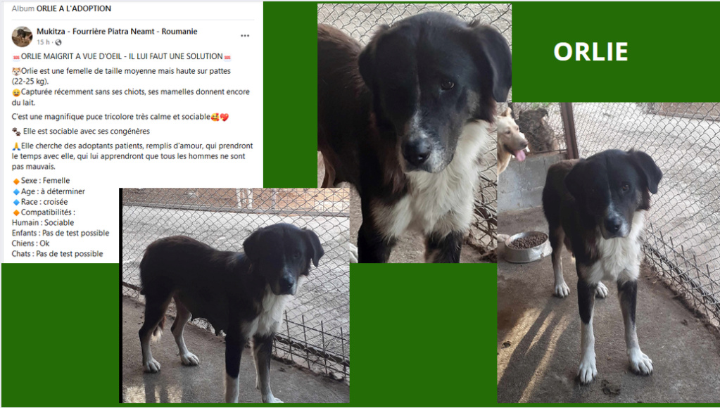 ORLIE, 1671, F-X, TAILLE MOYENNE (PIATRA/FOURRIERE), RESERVEE PAR NAMASTE Orlie11