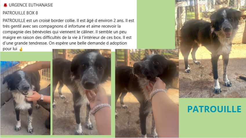 patrouille - PATROUILLE, M X, TAILLE MOYENNE (PIATRA/FOURRIERE - box 8) urgence euthanasie Patrou10