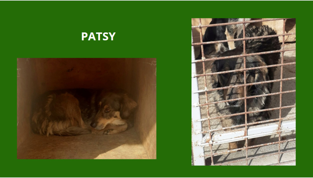 Septembre 2023 : Extrême Urgence euthanasie à la fourrière de PIATRA : les fifilles à sauver  - Page 3 Patsy10