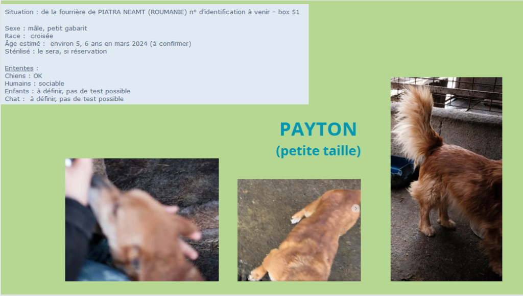  - URGENCE EUTHANASIE A LA FOURRIERE DE PIATRA   - Page 37 Payton10