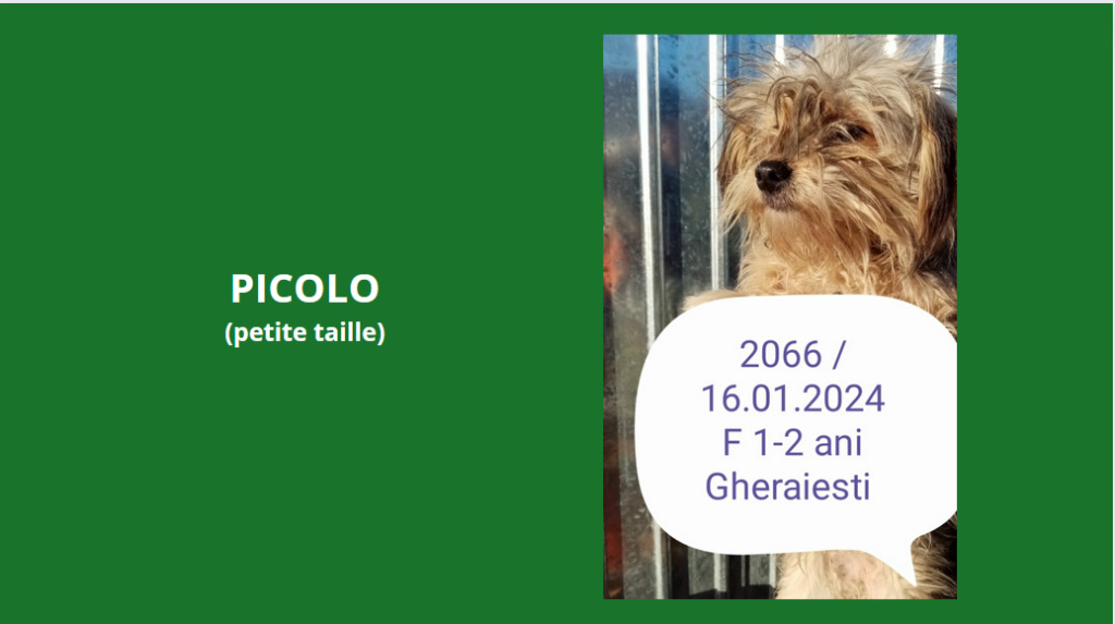 décembre 2023 : des chiots et de très jeunes loulou(te)s en urgence euthanasie - Page 6 Picolo10