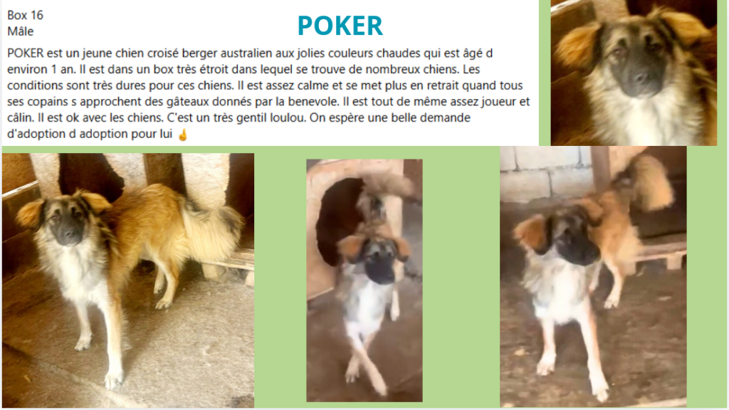 URGENCE EUTHANASIE A LA FOURRIERE DE PIATRA   - Page 26 Poker_10