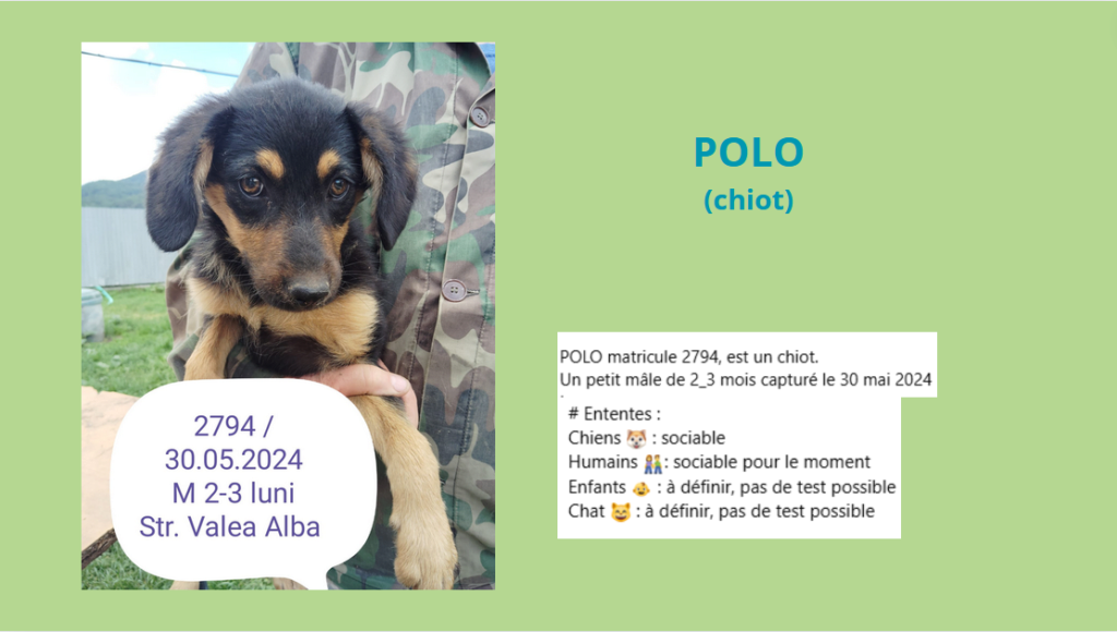 POLO, 2794? chiot M X, taille adulte à définir (PIATRA/FOURRIERE) URGENCE EUTHANASIE Polo10