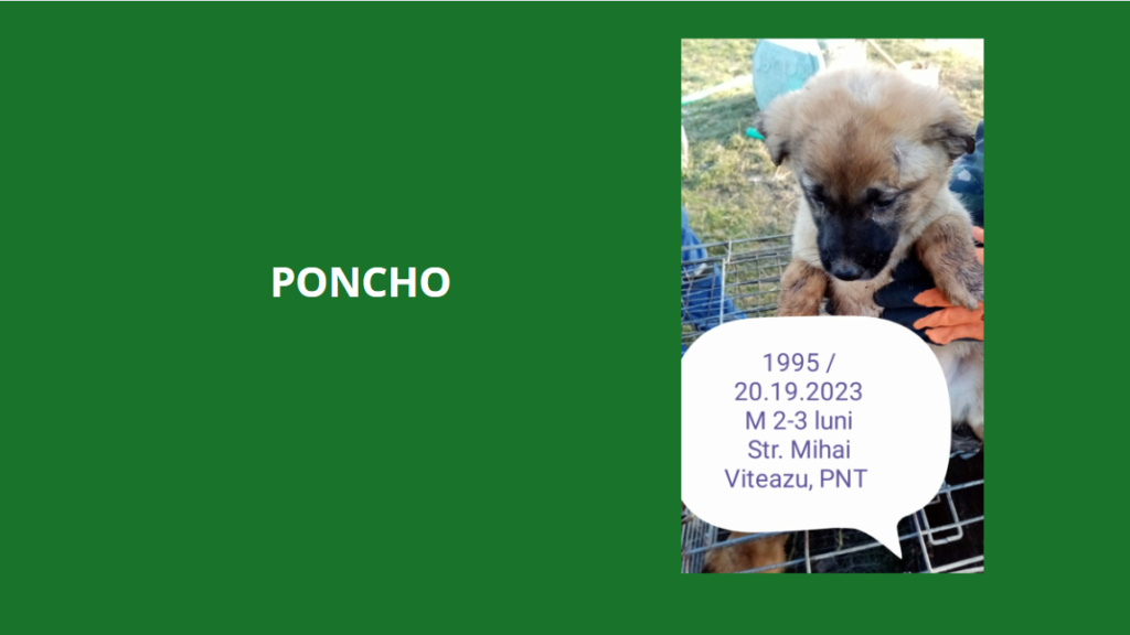 PONCHO, 1995, chiot M X, né fin 2023, taille adulte? (PIATRA/FOURRIERE), réservé par la SPA DÔLE Poncho10