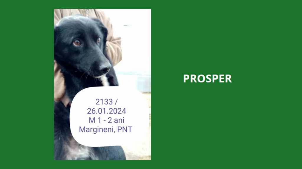 prosper - PROSPER, 2133, M X, TAILLE MOYENNE (PIATRA/FOURRIERE) Prospe10