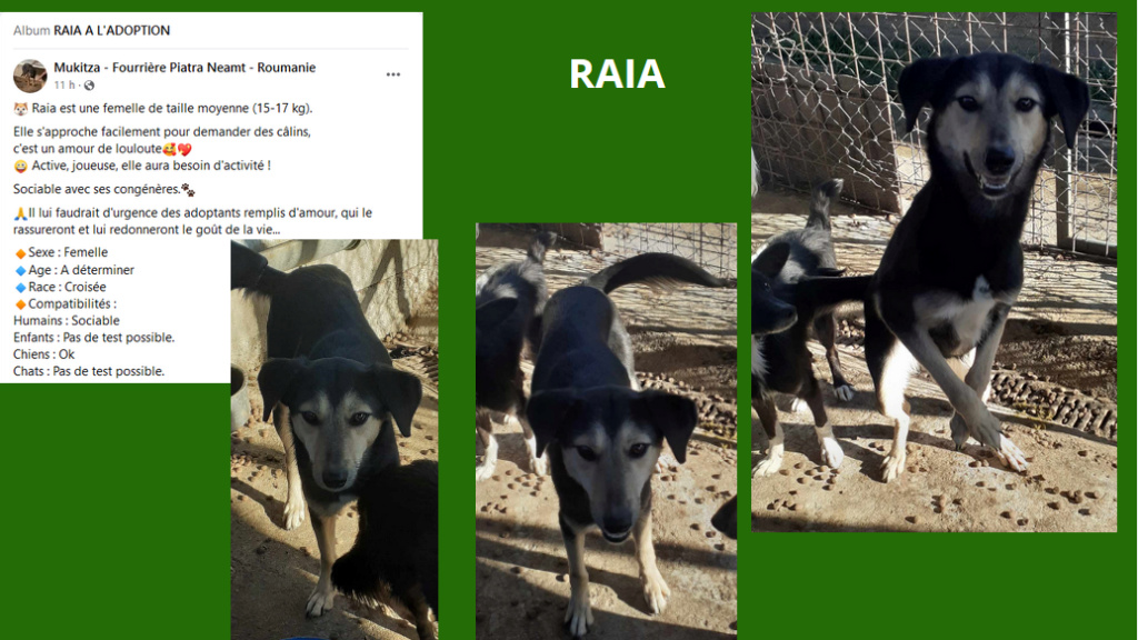 RAIA, F-X, TAILLE MOYENNE (PIATRA/FOURRIERE) en FA chez Babeth Fsqt (départ30) Raia11