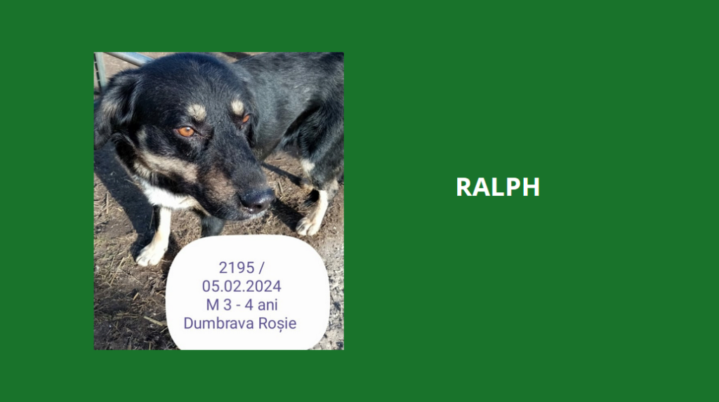  - RALPH, 2195, M X, TAILLE MOYENNE, PIATRA/FOURRIERE) - box 53 Ralph10