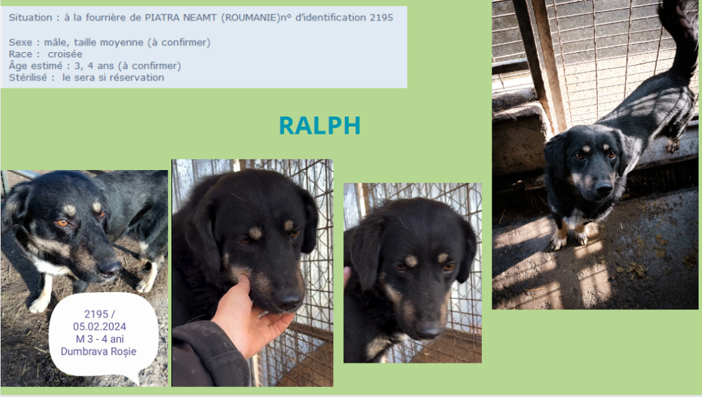  - RALPH, 2195, M X, TAILLE MOYENNE, PIATRA/FOURRIERE) - box 53 Ralph210