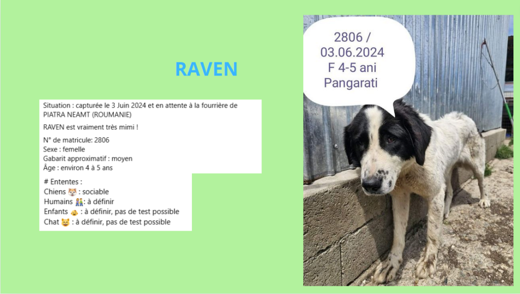 URGENCE EUTHANASIE A LA FOURRIERE DE PIATRA   - Page 2 Raven10