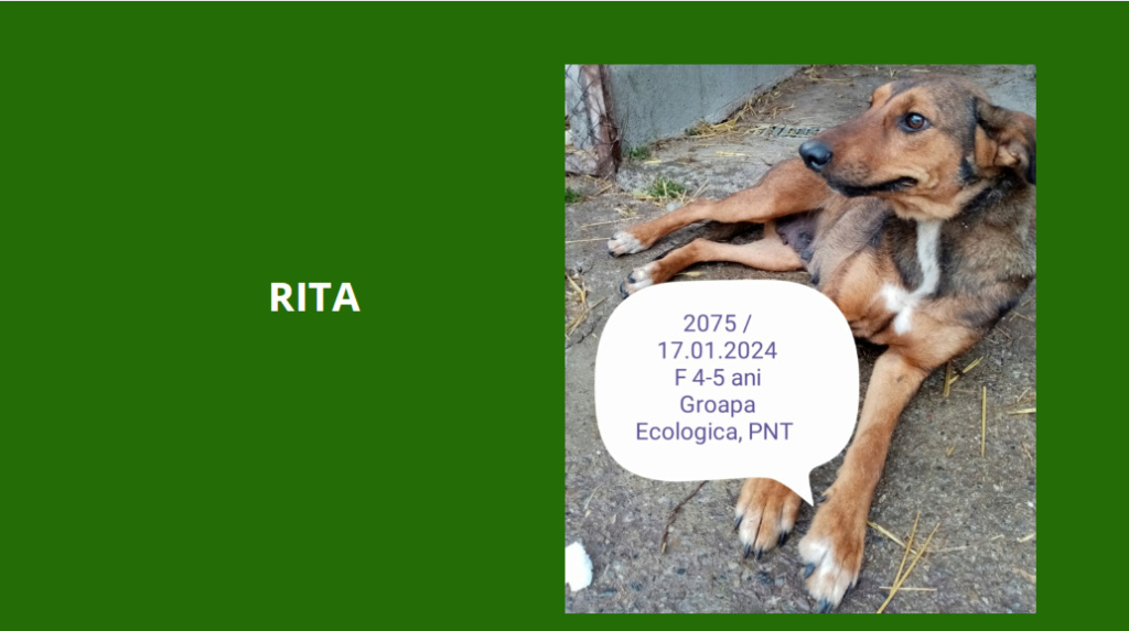 RITA, 2075, F X, TAILLE MOYENNE (PIATRA/FOURRIERE) Rita12