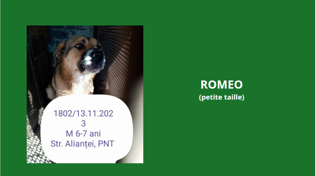 ROMEO, 1802, M X , PETITE TAILLE (PIATRA/FOURRIERE) Romeo10