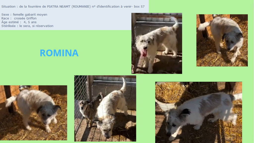  - ROMINA, F X, GRIFFON, TAILLE MOYENNE (PIATRA/FOURRIERE) - box 57 Romina10