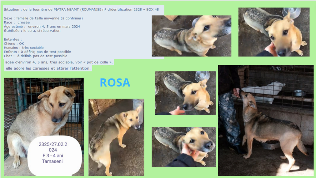 ROSA, 2325, F X, TAILLE MOYENNE (PIATRA/FOURRIERE) - box 45 Rosa1_10