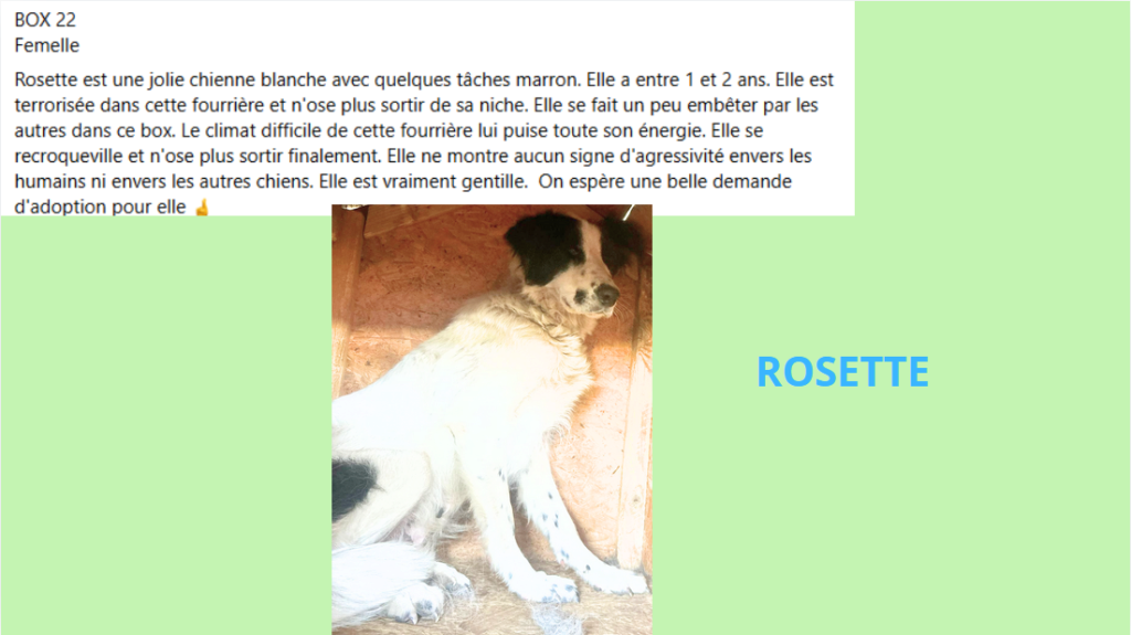 ROSETTE, F X, GRANDE TAILLE (PIATRA/FOURRIERE - box 22) urgence euthanasie Rosett10