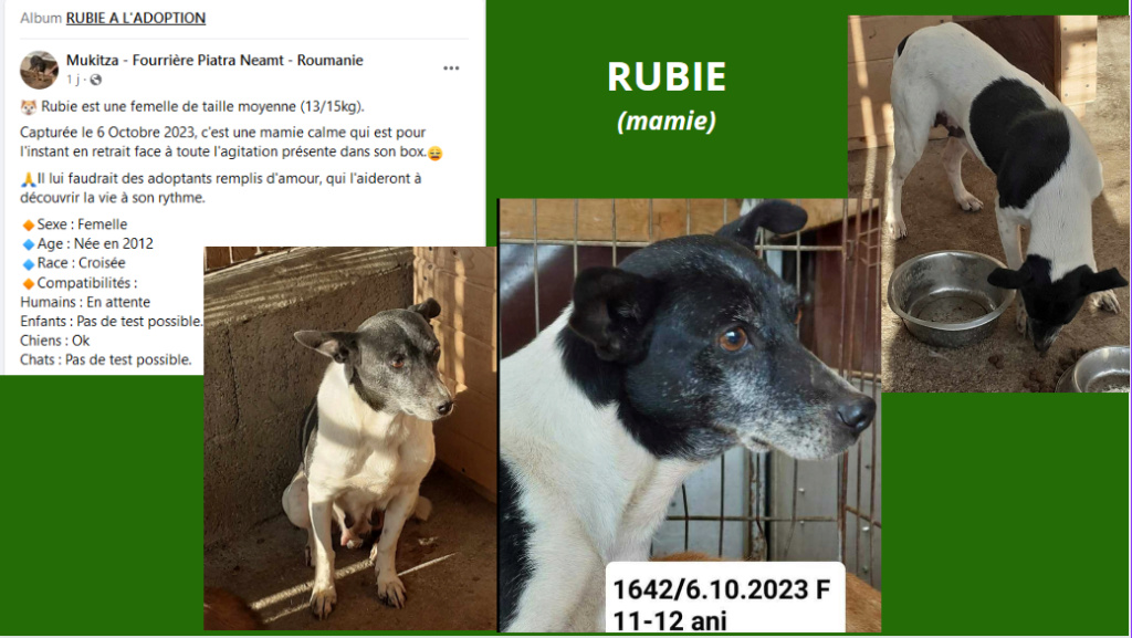 RUBIE, F-X, TAILLE MOYENNE (PIATRA/FOURRIERE) - URGENCE EUTHANASIE Rubie10