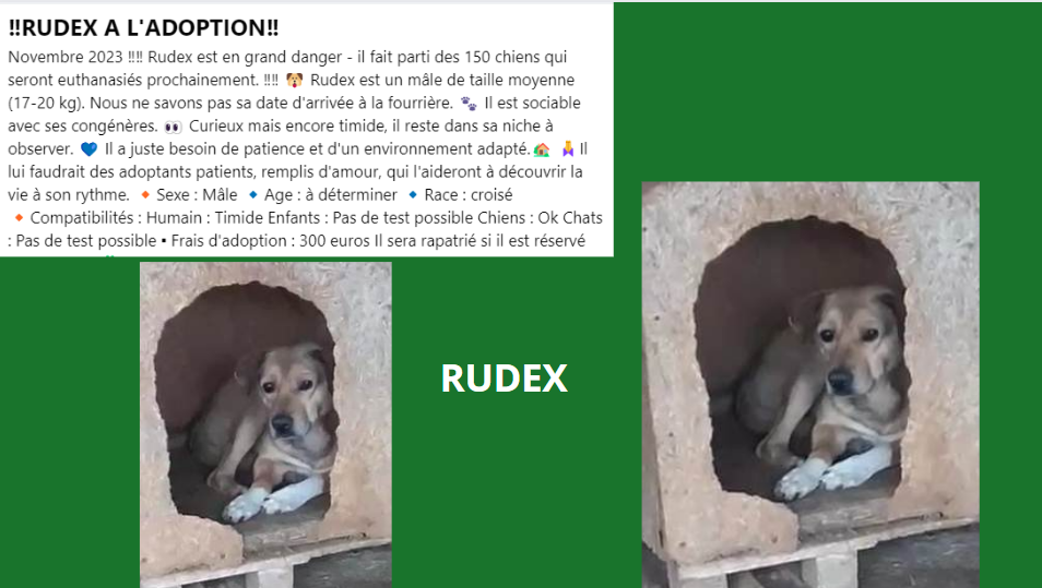 rudex - RUDEX, M-X, TAILLE MOYENNE (PIATRA/FOURRIERE) URGENCE EUTHANASIE Rudex10