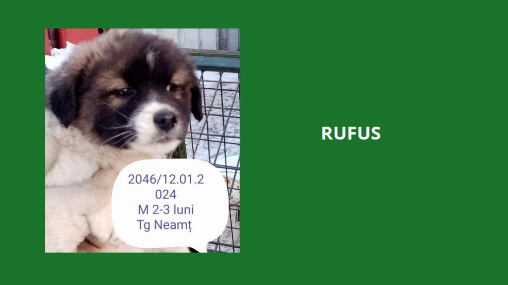 décembre 2023 : des chiots et de très jeunes loulou(te)s en urgence euthanasie - Page 7 Rufus10