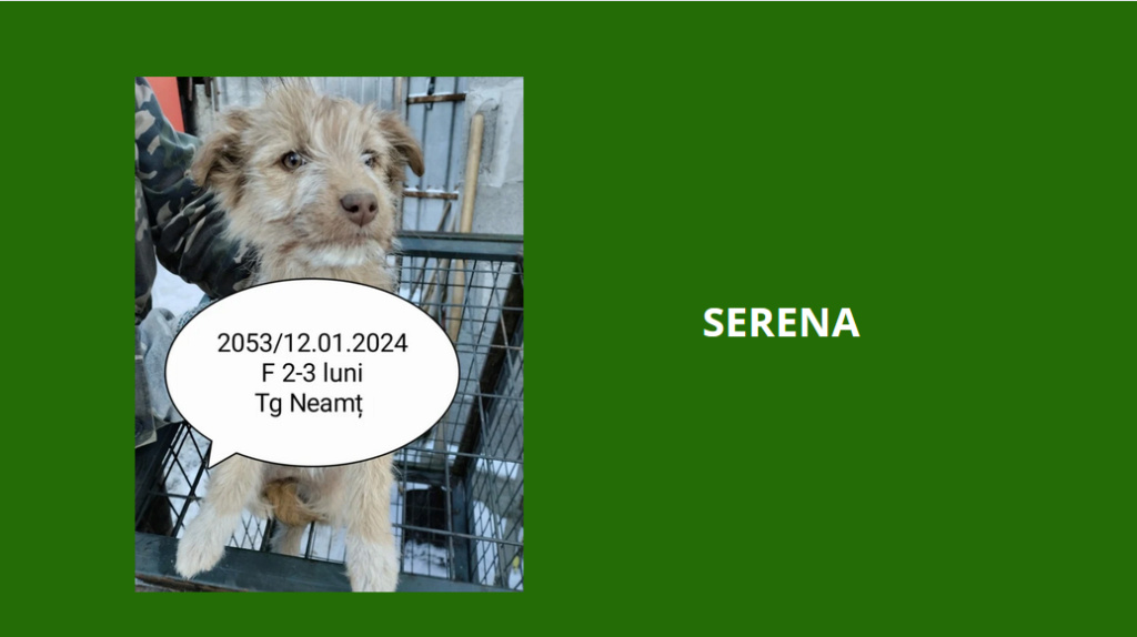 décembre 2023 : des chiots et de très jeunes loulou(te)s en urgence euthanasie - Page 7 Serena11