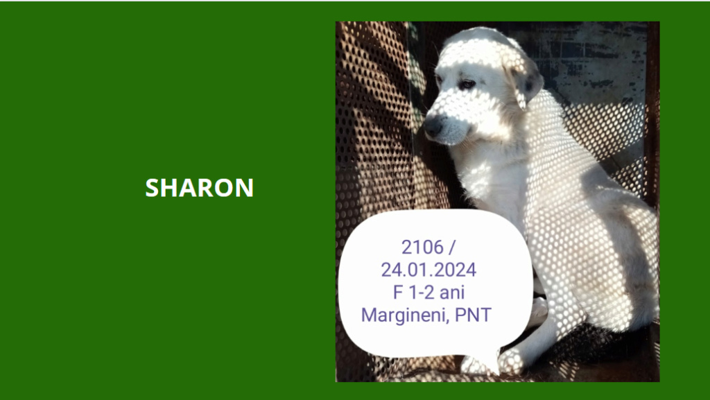 février 2024 : Loulou(te)s entre 1 et 2 ans en extrême urgence euthanasie  Sharon10