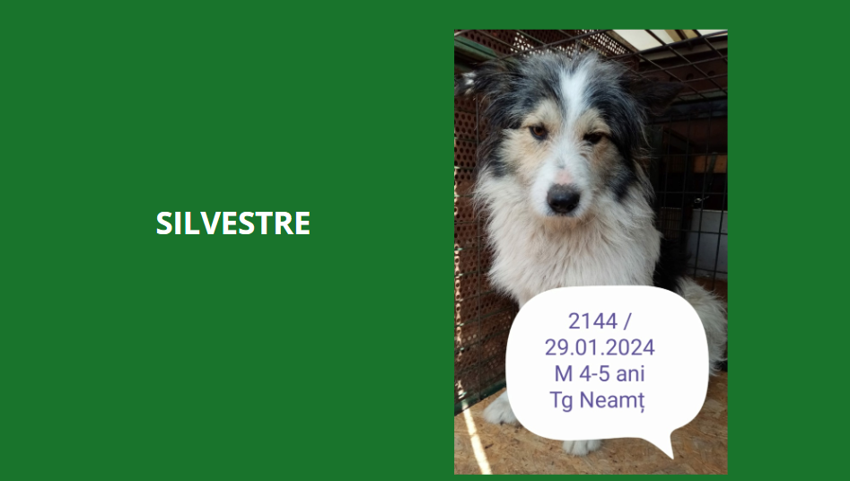 SILVESTRE, 2144, M X croisé Griffon, TAILLE MOYENNE (PIATRA/FOURRIERE) - box 51 Silves11