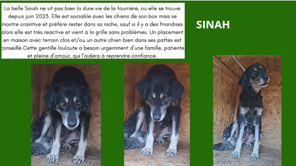 février 2024 : Loulou(te)s entre 3 et 4 ans en urgence euthanasie  - Page 2 Sinah12