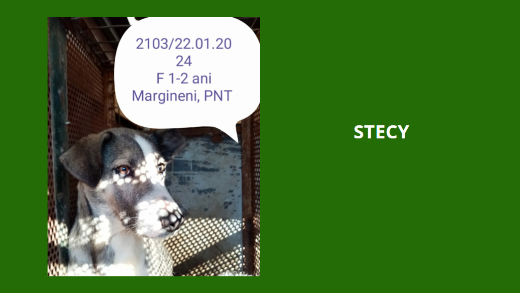 décembre 2023 : des chiots et de très jeunes loulou(te)s en urgence euthanasie - Page 8 Stecy10