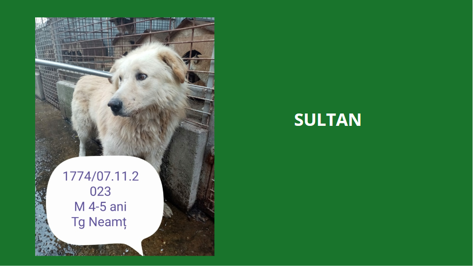  février 2024 : Loulou(te)s entre 5 et 7 ans en urgence euthanasie  Sultan10