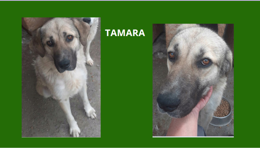 Septembre 2023 : Extrême Urgence euthanasie à la fourrière de PIATRA : les fifilles à sauver  Tamara10