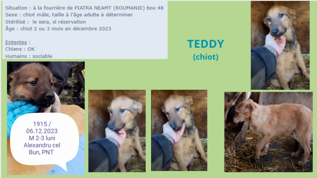 teddy - TEDDY-1915, M-X, né 2023, taille adulte à déterminer (PIATRA/FOURRIERE) box 48 Teddy11