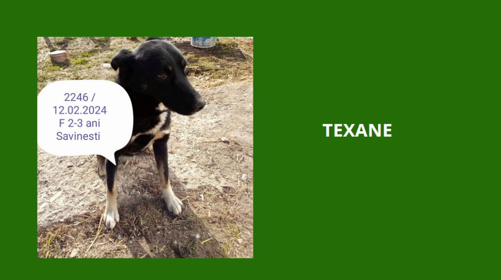 texane - TEXANE, 2246, F X, TAILLE MOYENNE (PIATRA/FOURRIERE), RESERVEE PAR LEVRIERS EN DETRESSE Texane10