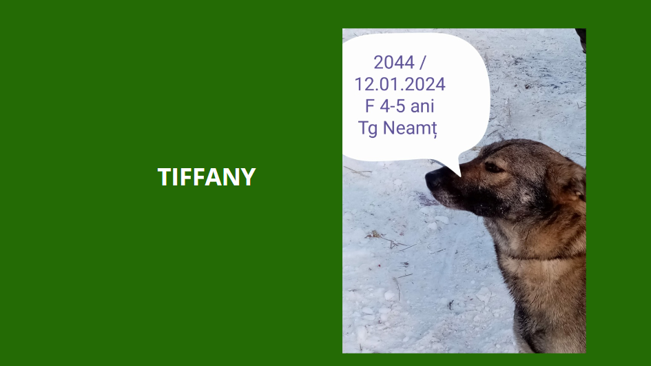 tiffany - TIFFANY, 2044, F X, TAILLE MOYENNE (PIATRA/FOURRIERE) Tiffan10