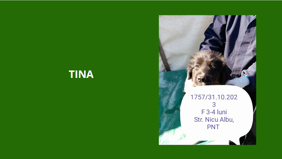 TINA, 1757, chiot F X, née en 2023, taille adulte à définir (PIATRA/FOURRIERE) Tina10