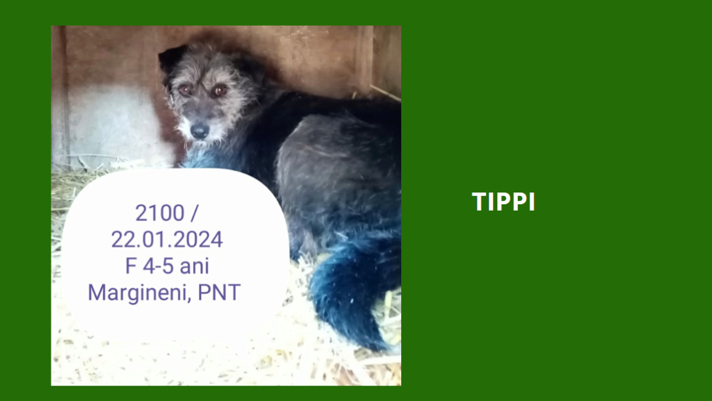 TIPPI, 2100, F X, TAILLE MOYENNE (PIATRA FOURRIERE) Tippi10