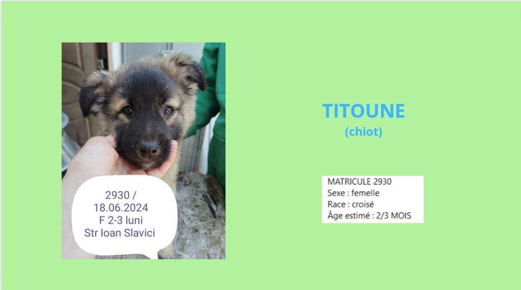 TITOUNE, 2930,  chiot F X,  (PIATRA/FOURRIERE) - en FA chez Séverine D (depart 27) Titoun10