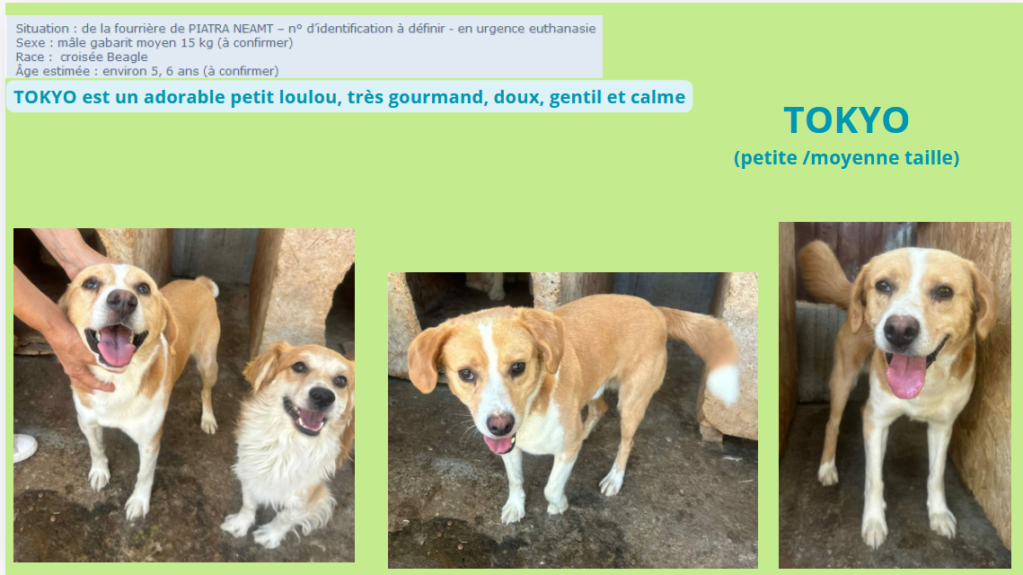 TOKYO, M X BEAGLE - TAILLE MOYENNE ( PIATRA/FOURRIERE - BOX 30) URGENCE EUTHANASIE Tokyo11