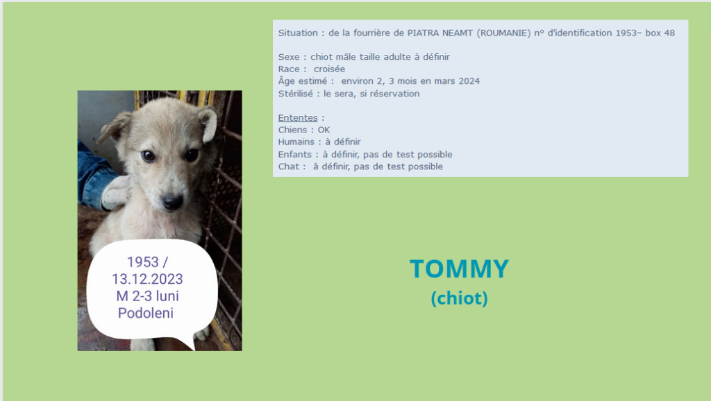 Avril 2024 : les p'tits gars en urgence euthanasie - Page 6 Tommy10
