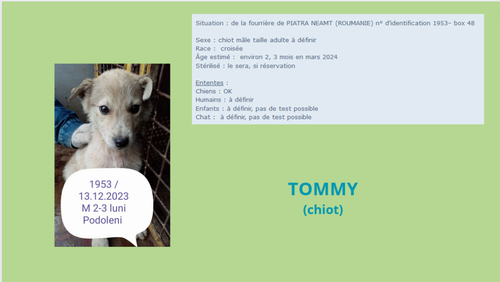 TOMMY, 1953, chiot M X, taille à l'âge adulte à définir (PIATRA/FOURRIERE) box 48 Tommy10