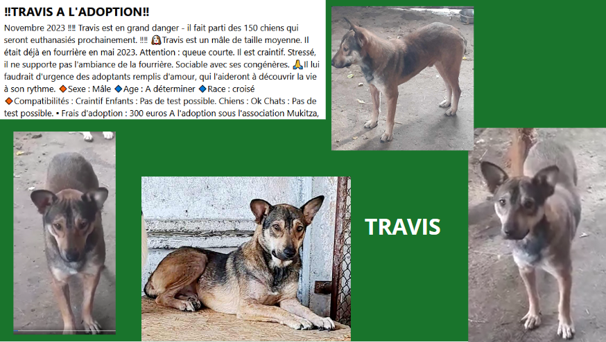 URGENCE EUTHANASIE A LA FOURRIERE DE PIATRA   - Page 37 Travis13