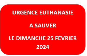  février 2024 : Loulou(te)s entre 5 et 7 ans en urgence euthanasie  Urgen122