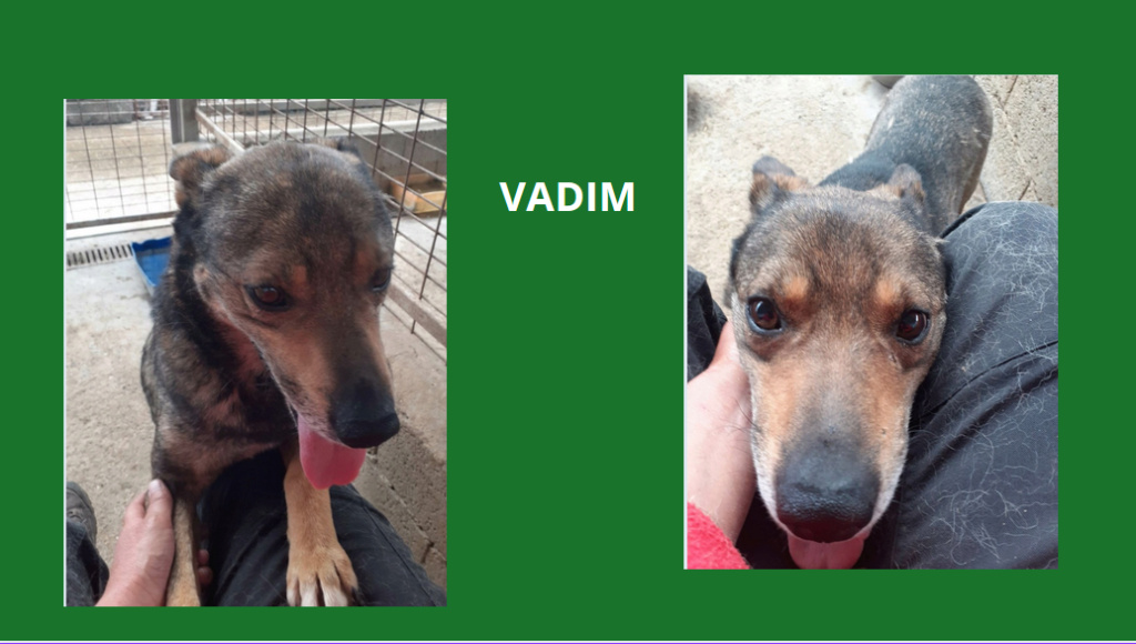 vadim - VADIM, M-X, TAILLE MOYENNE (PIATRA/FOURRIERE) - PENSION BACAU Vadim11