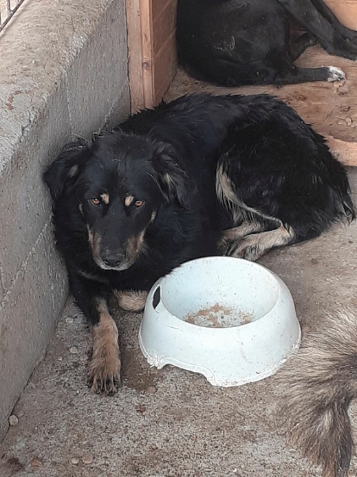 gars - Des p'tits gars sympas cherchent foyer avant euthanasie et hiver  Valmer10