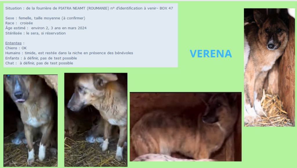 VERENA, F X, TAILLE MOYENNE (PIATRA/FOURRIERE) box 47A Verena10