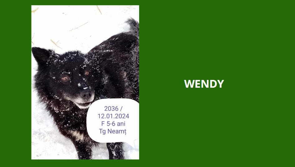 WENDY, 2036, F X, TAILLE MOYENNE (PIATRA/FOURRIERE) Wendy10