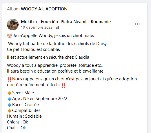 Loulou(te)s de petite taille cherchent foyer d'urgence avant euthanasie et hiver très froid - Page 5 Woody10