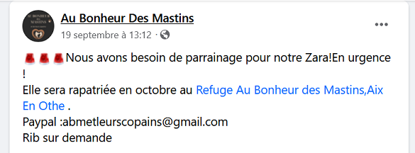 Urgence euthanasie Fourrière Orastie : vous pouvez leur sauver la vie en les parrainant - Page 4 Zara11